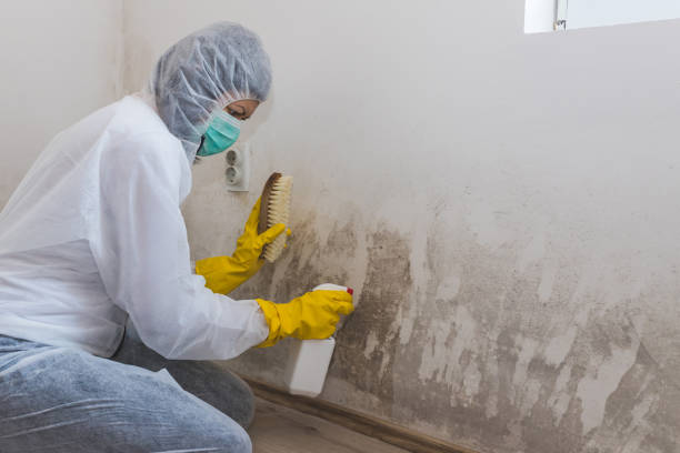 Best Professional Mold Removal  in Mayflower, AR