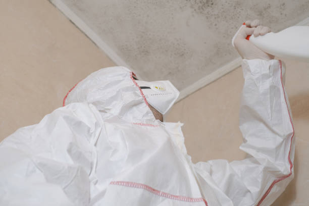 Best Same-Day Mold Removal  in Mayflower, AR