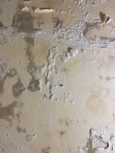 Best Commercial Mold Removal  in Mayflower, AR