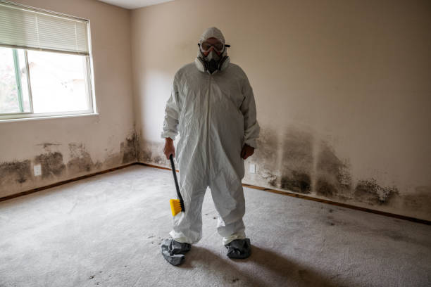 Best Home Mold Removal  in Mayflower, AR