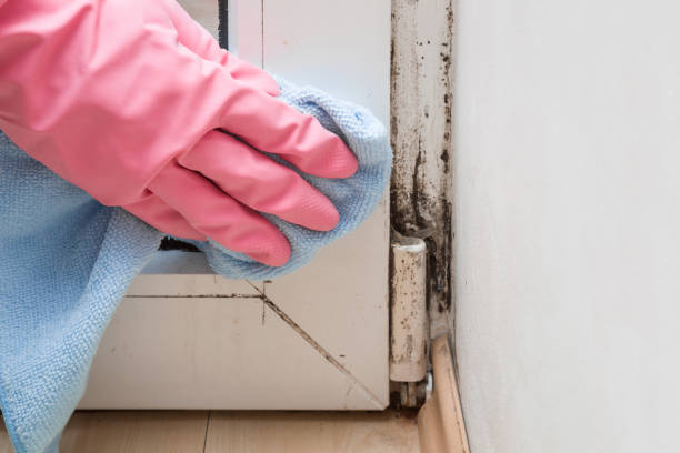 Best Toxic Mold Removal  in Mayflower, AR